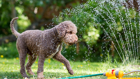 Sommer & Hund: Braucht mein Hund bei Hitze anderes Futter?