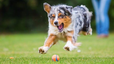 Fellschmaus - Ein Hund jagt einem Ball hinterher und braucht deshalb viele Proteine.