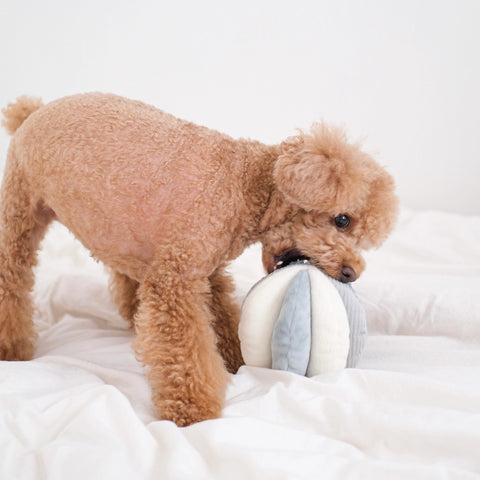 TOTO | Schnüffelball blau