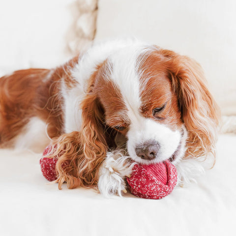 CHERRY POP | Hundespielzeug Kirsche