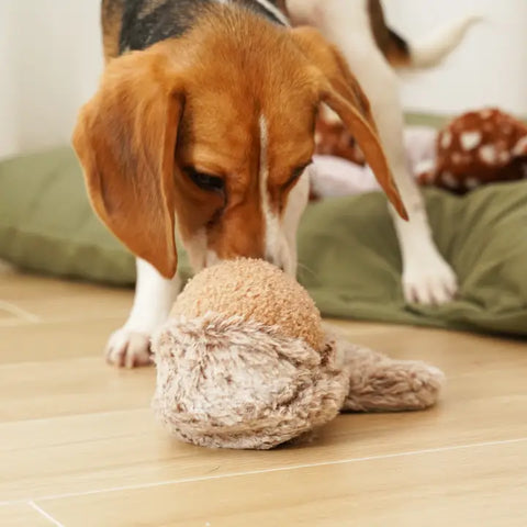 SQUIRREL POP | Hundespielzeug Eichhörnchen