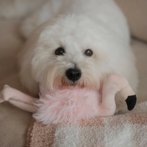 FLAMIGO | Hundespielzeug Flamingo